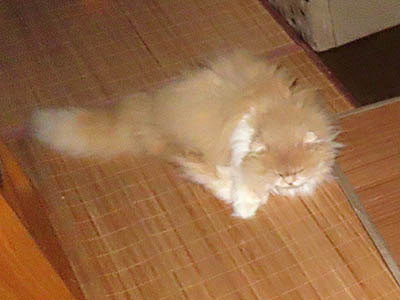 占い メール鑑定 ミーコ