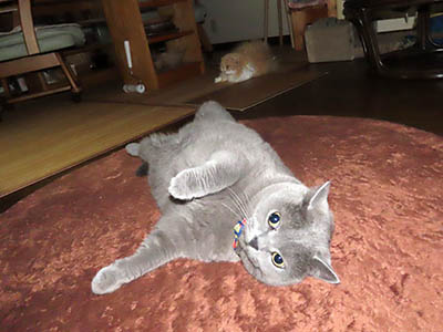 占い メール鑑定 ミーコ