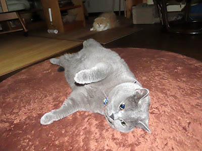 占い メール鑑定 ミーコ