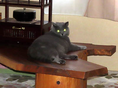 占い メール鑑定 ミーコ