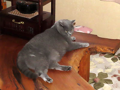 占い メール鑑定 ミーコ