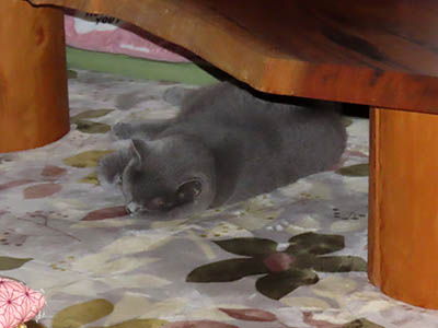 占い メール鑑定 ミーコ