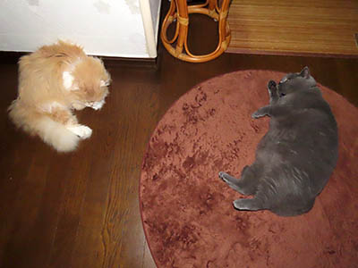 占い メール鑑定 ミーコ