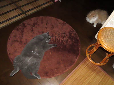 占い メール鑑定 ミーコ