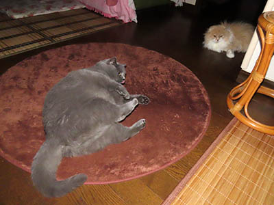 占い メール鑑定 ミーコ