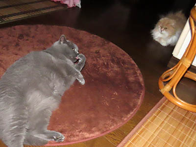 占い メール鑑定 ミーコ