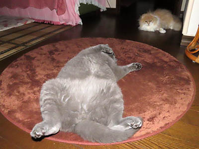 占い メール鑑定 ミーコ