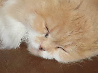 占い メール鑑定 ミーコ