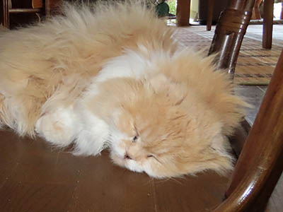 占い メール鑑定 ミーコ