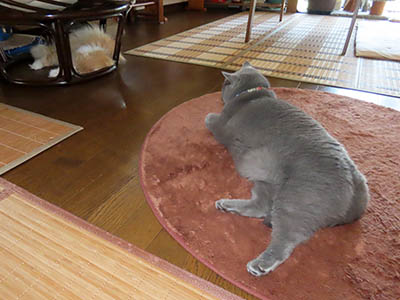 占い メール鑑定 ミーコ