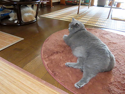 占い メール鑑定 ミーコ