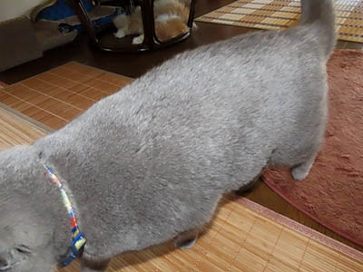 占い メール鑑定 ミーコ