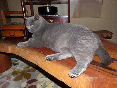 占い メール鑑定 ミーコ