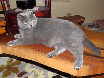 占い メール鑑定 ミーコ