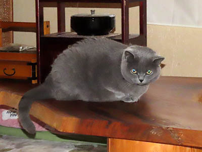 占い メール鑑定 ミーコ