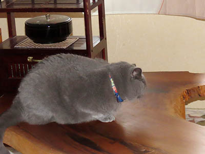 占い メール鑑定 ミーコ