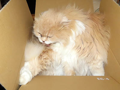 占い メール鑑定 ミーコ