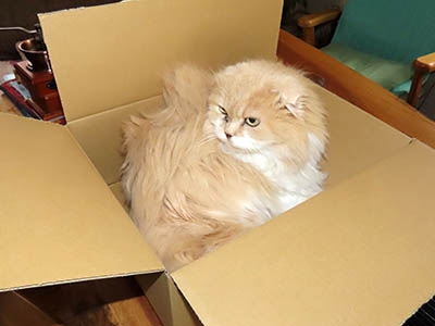 占い メール鑑定 ミーコ