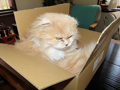 占い メール鑑定 ミーコ