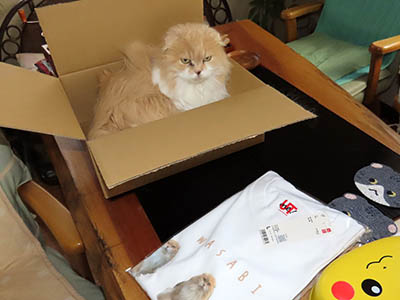 占い メール鑑定 ミーコ