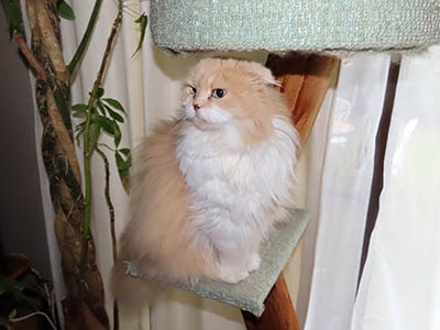 占い メール鑑定 ミーコ