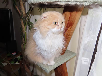 占い メール鑑定 ミーコ