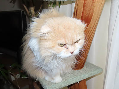 占い メール鑑定 ミーコ