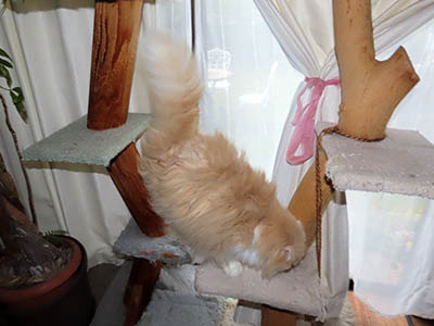 占い メール鑑定 ミーコ