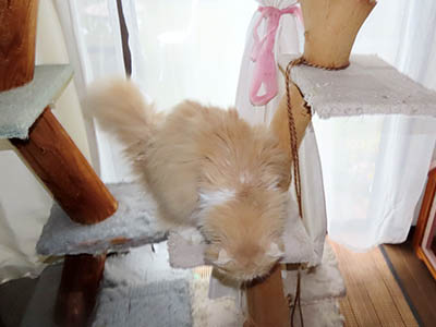 占い メール鑑定 ミーコ