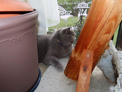 占い メール鑑定 ミーコ