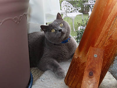 占い メール鑑定 ミーコ