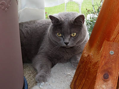 占い メール鑑定 ミーコ