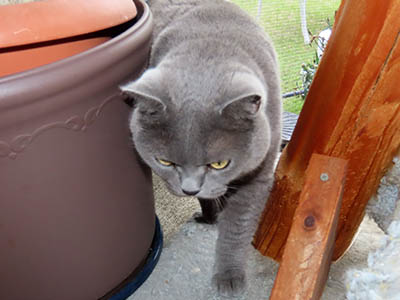 占い メール鑑定 ミーコ