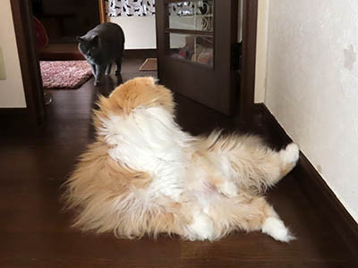 占い メール鑑定 ミーコ