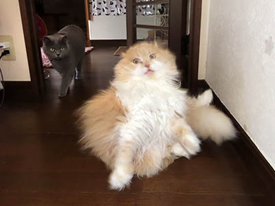 占い メール鑑定 ミーコ