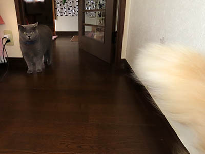 占い メール鑑定 ミーコ