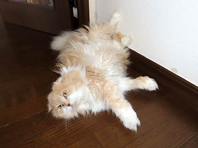 占い メール鑑定 ミーコ