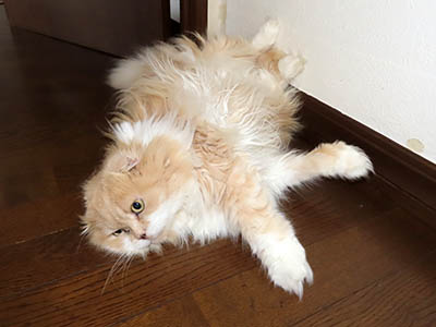 占い メール鑑定 ミーコ