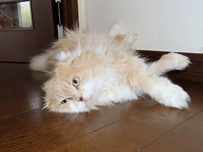 占い メール鑑定 ミーコ