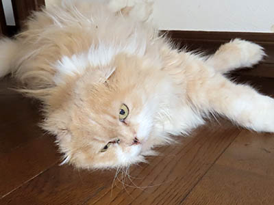 占い メール鑑定 ミーコ