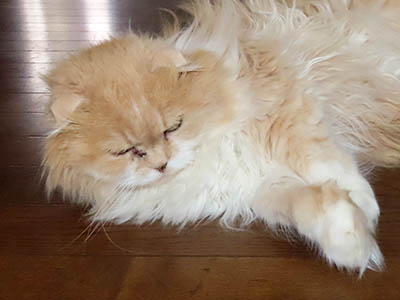 占い メール鑑定 ミーコ