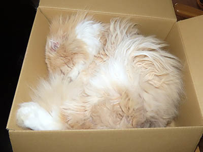 占い メール鑑定 ミーコ