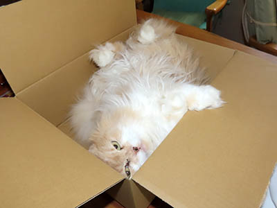 占い メール鑑定 ミーコ