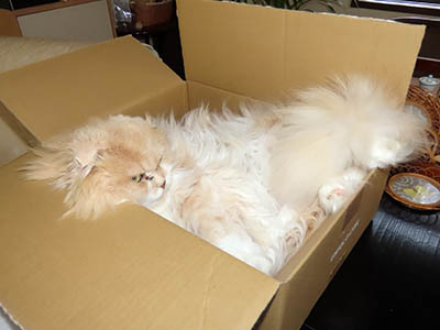 占い メール鑑定 ミーコ