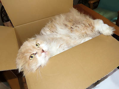 占い メール鑑定 ミーコ