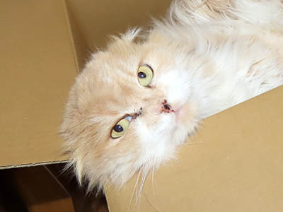 占い メール鑑定 ミーコ