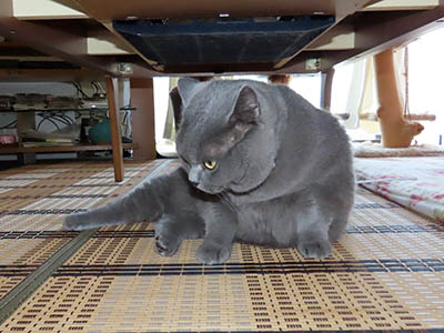 占い メール鑑定 ミーコ