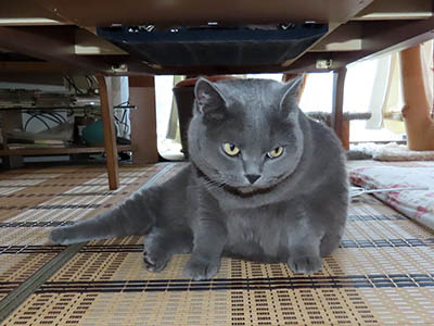 占い メール鑑定 ミーコ