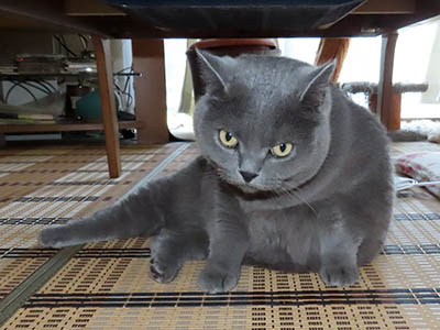 占い メール鑑定 ミーコ