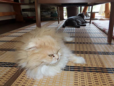 占い メール鑑定 ミーコ